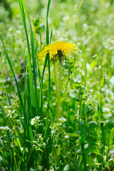 Flor de diente de león — Foto de Stock