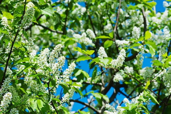 Flores de cerezo pájaro —  Fotos de Stock