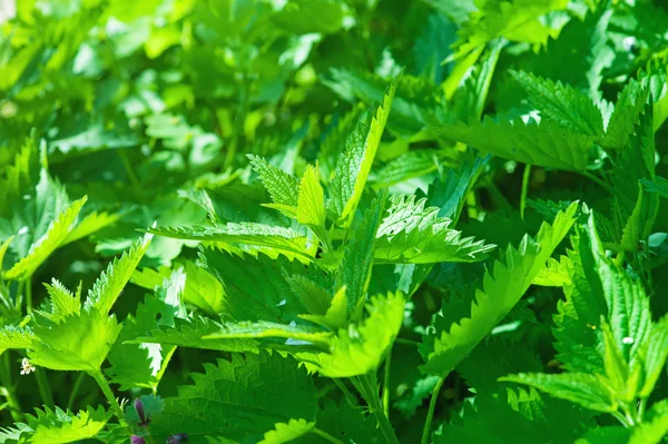 Groene brandnetel planten — Stockfoto