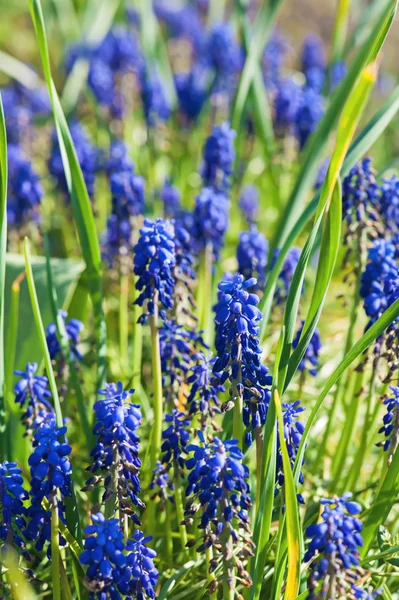 Muscari neglectum — Stok fotoğraf