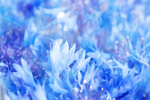 Abstrato cornflower fundo — Fotografia de Stock