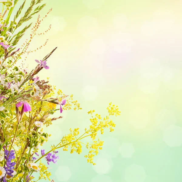 Floral summer background — Stockfoto