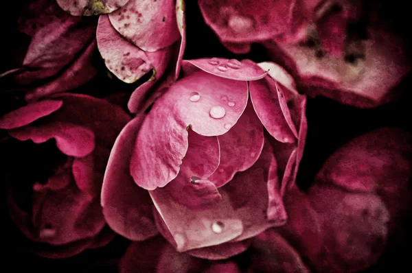 Flores de peonía — Foto de Stock