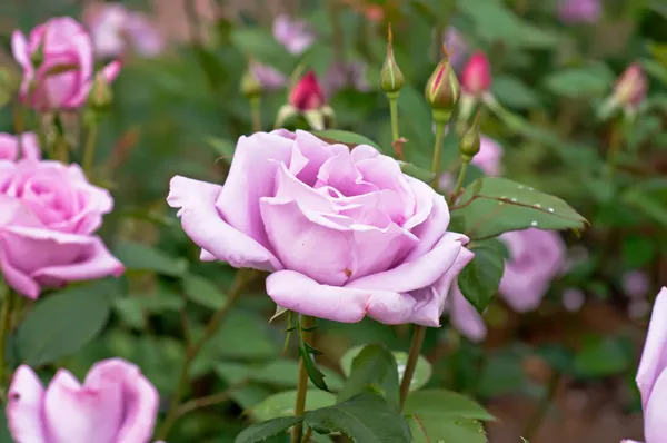 Vintage rose — Stock Photo, Image