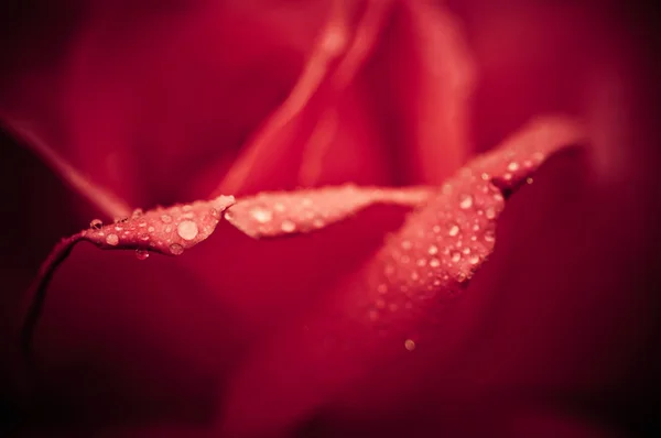 Vermelho rosa macro — Fotografia de Stock