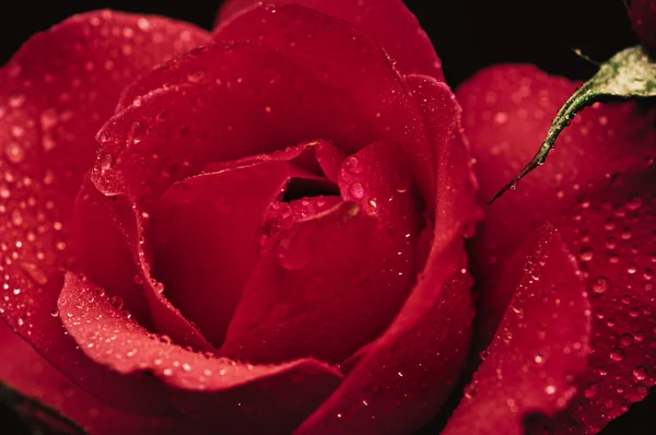 Vermelho rosa macro — Fotografia de Stock