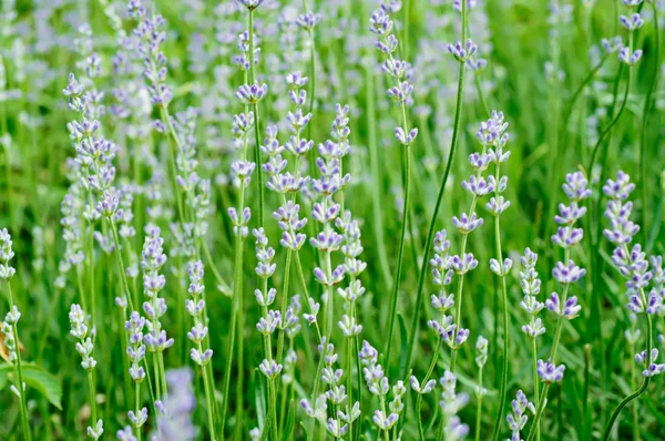 淡紫色小花 — 图库照片