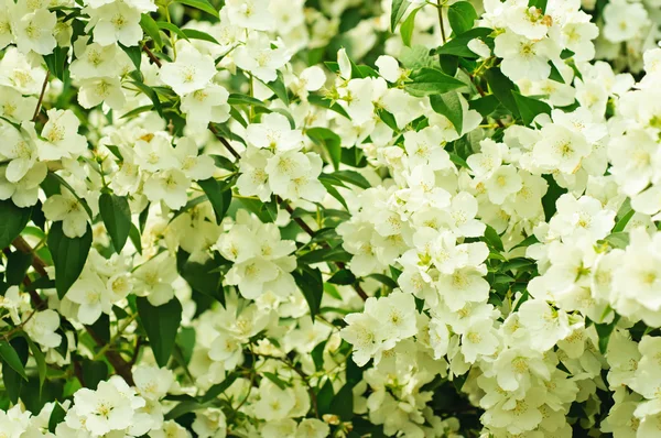 Flor de jazmín — Foto de Stock