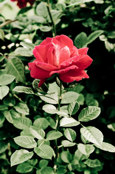 Vintage rose — Stock Photo, Image