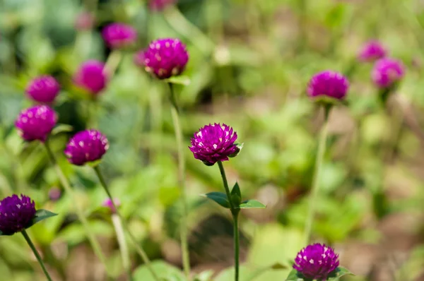 Spring pink flowers — Stock Photo, Image