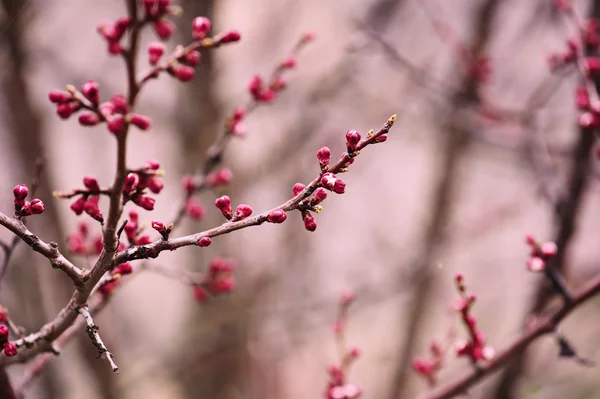 Kayısı ağacı çiçeği — Stok fotoğraf