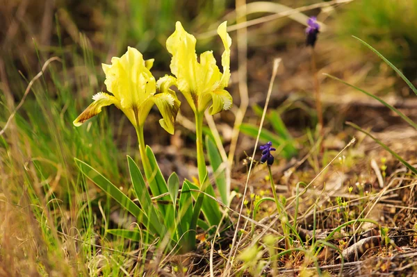 Iris fiore in natura — Foto Stock