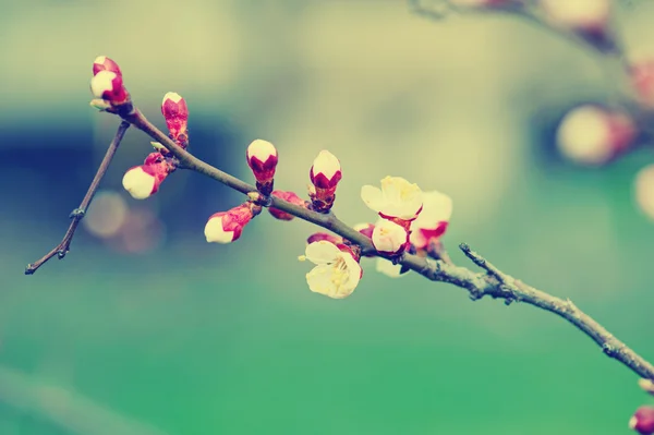 Flor de albaricoque — Foto de Stock