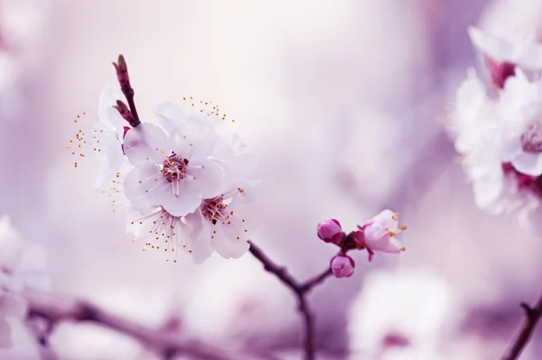 Marillenbaumblüte — Stockfoto