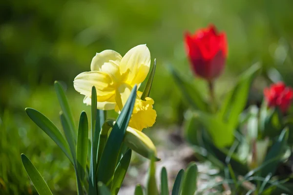 Krásné žluté narcisy — Stock fotografie