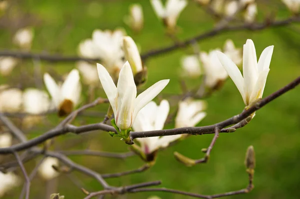 Magnolie weiße Blüten — Stockfoto