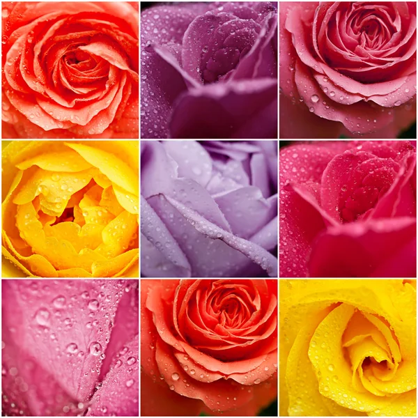 Rosa blommor collage — Stockfoto