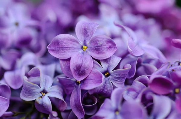 Flieder Blumen Hintergrund — Stockfoto