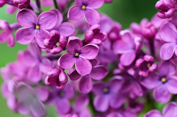 Lila bloemen achtergrond — Stockfoto