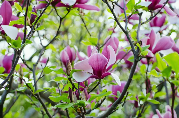 Kwiaty magnolii — Zdjęcie stockowe