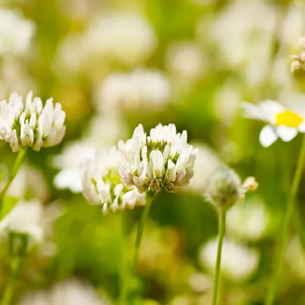 Білий clower квіти — стокове фото