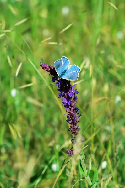 Blue butterfly on flower — Stock Photo, Image