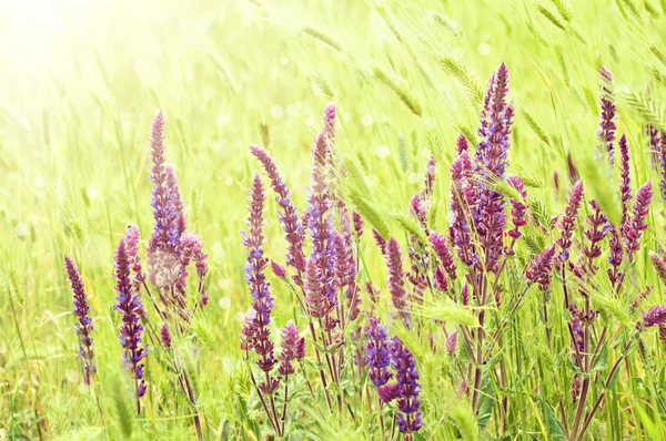 Violet  meadow flower — Stock Photo, Image