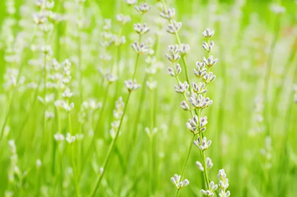 Flores de lavanda —  Fotos de Stock