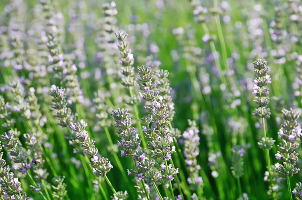 Flores de lavanda — Foto de Stock