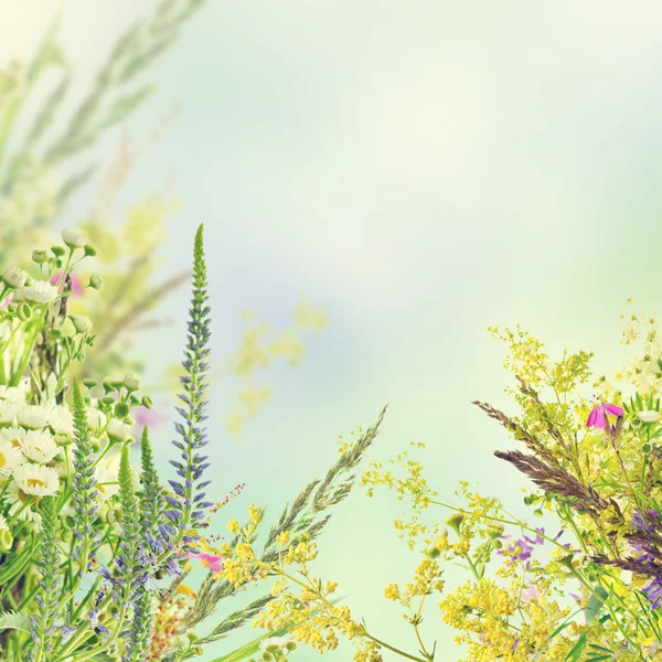 天然花卉背景 — 图库照片