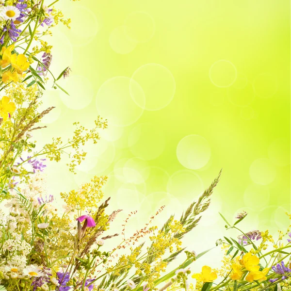 Floral easter background — Stock Photo, Image