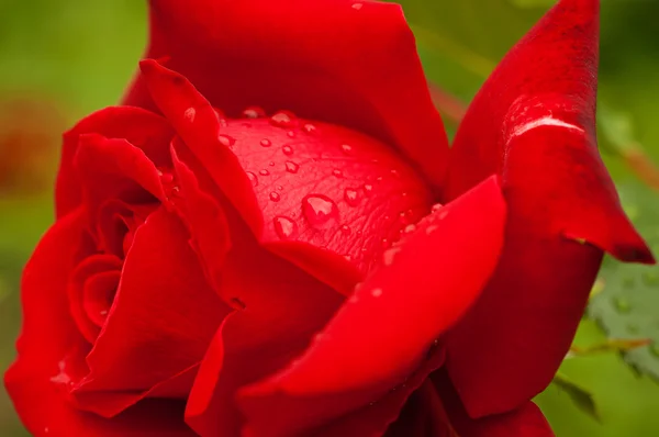 Rote Rose — Stockfoto