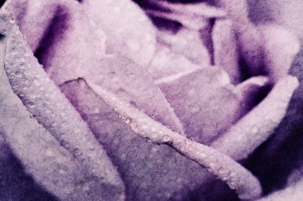 Macro rose violette — Photo