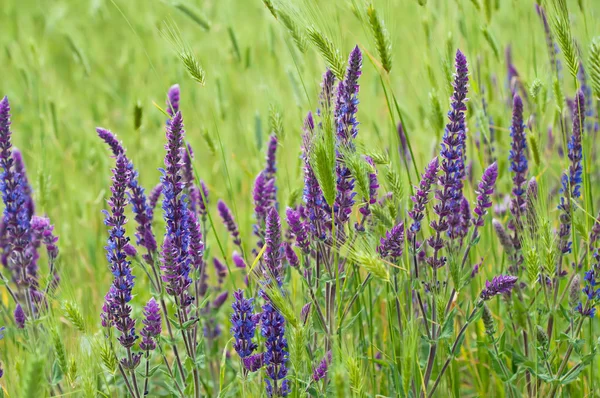 Flor del prado violeta —  Fotos de Stock