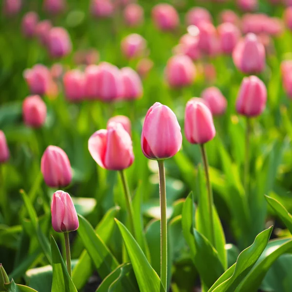 Rode mooie tulpen — Stockfoto