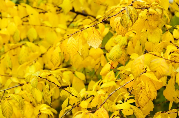 Rama de árbol de otoño — Foto de Stock