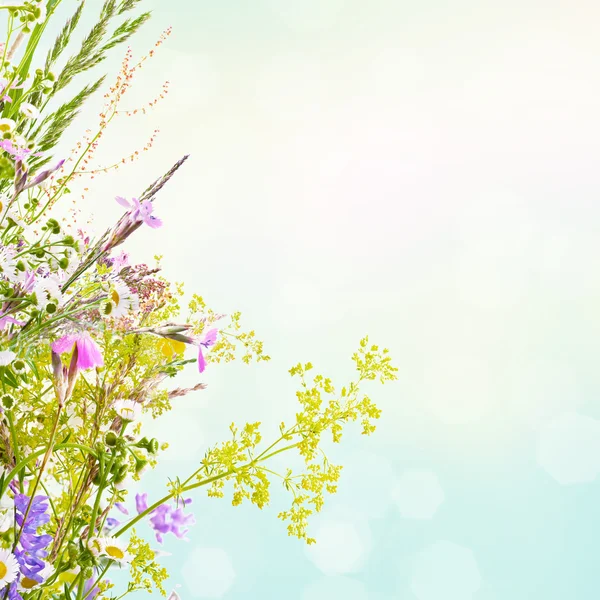 Floral summer background — Stock Photo, Image