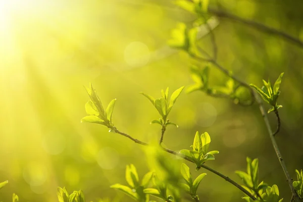 Zielone liście słoneczne — Zdjęcie stockowe