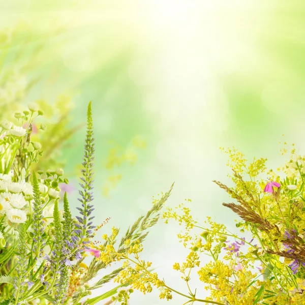 Natuurlijke bloemen achtergrond — Stockfoto