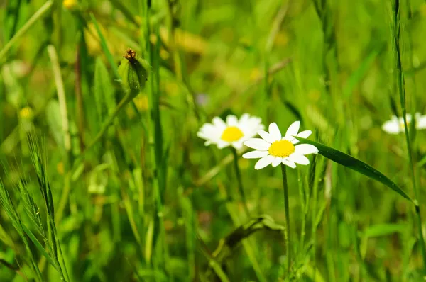 Wild camomile flowers — Stock Photo, Image