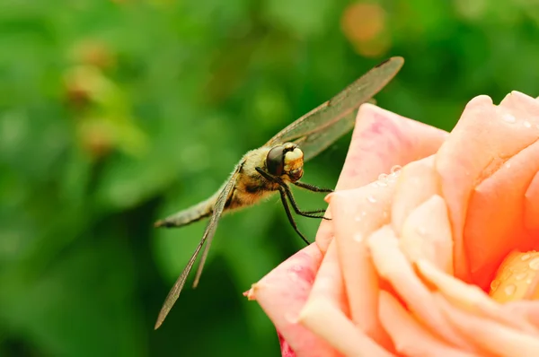 Dragonfly op de roos — Stockfoto