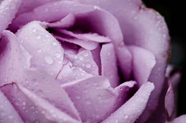 Фиолетовый розовый макро — стоковое фото