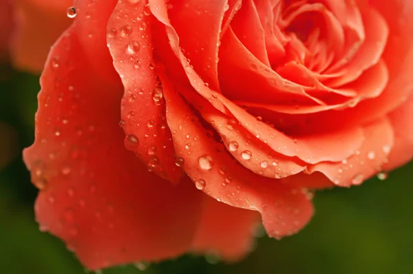 Pomarańczowy rose makro — Zdjęcie stockowe