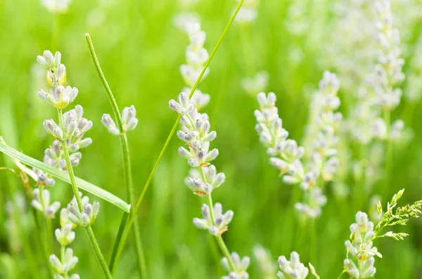 Lavender flowers — Stock Photo, Image