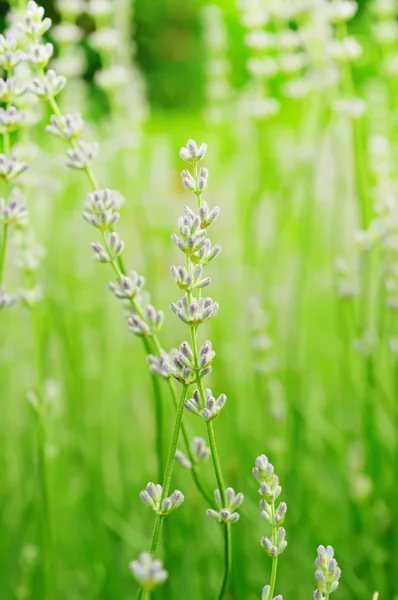 Flores de lavanda — Foto de Stock