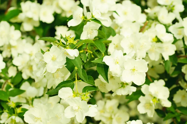 Flor de jazmín —  Fotos de Stock