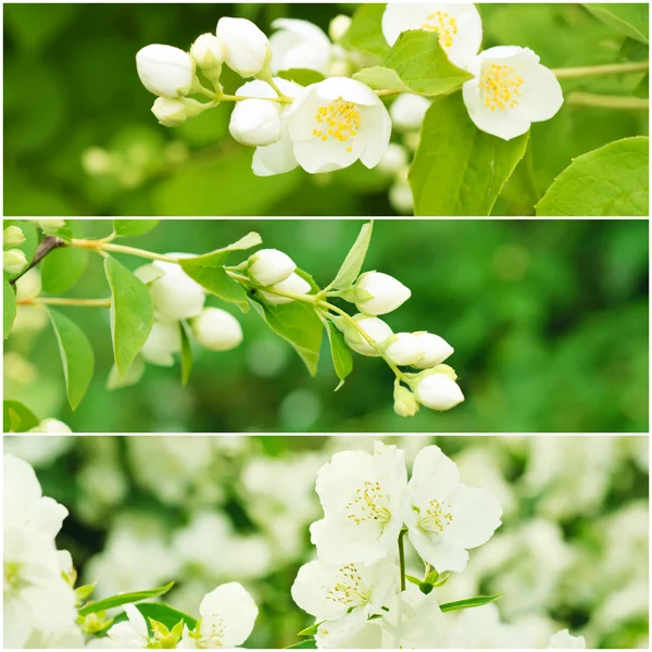 Jasmine flowers collection — Stock Photo, Image