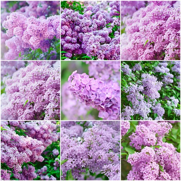 Lilac collage — Stock Photo, Image