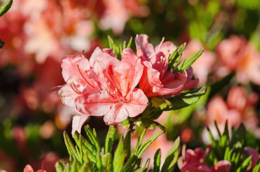 Bahçede Rhododendronlar ve açelyalar