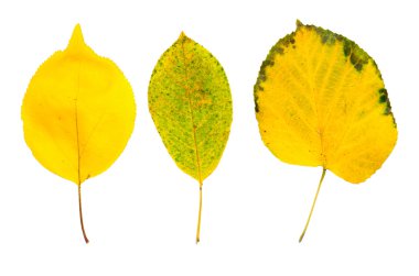 ıhlamur yaprakları